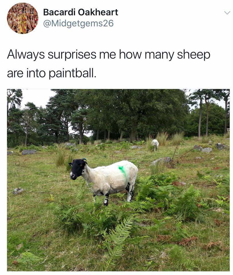 paintballing sheep meme - Bacardi Oakheart Always surprises me how many sheep are into paintball. Lv