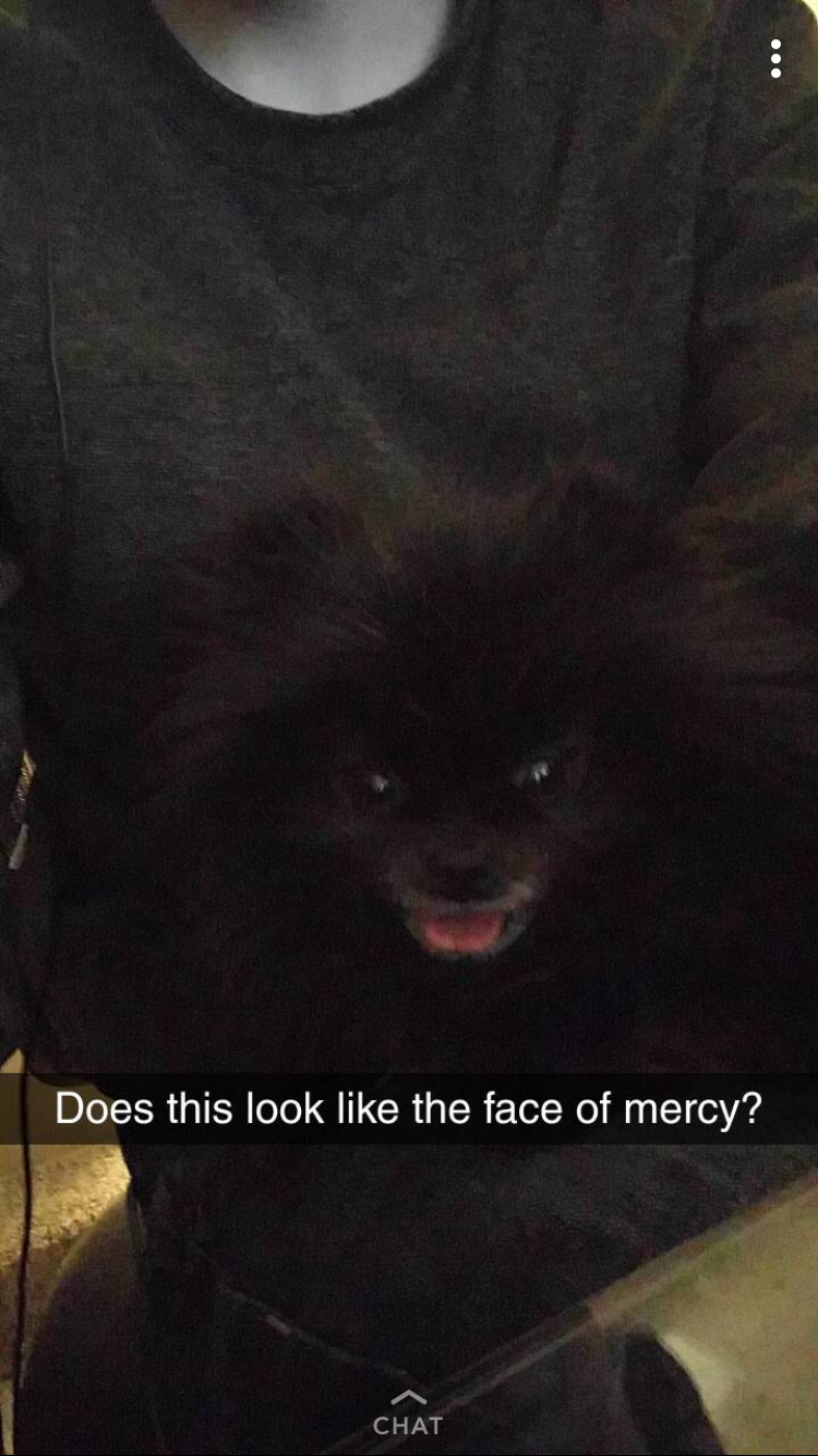 pomeranian - Does this look the face of mercy?