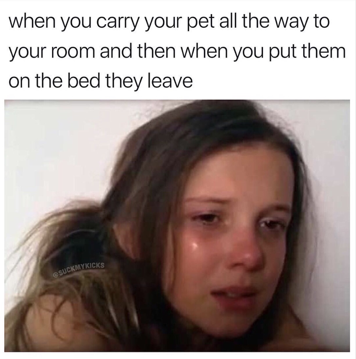 memes - funny memes heartbroken memes - when you carry your pet all the way to your room and then when you put them on the bed they leave