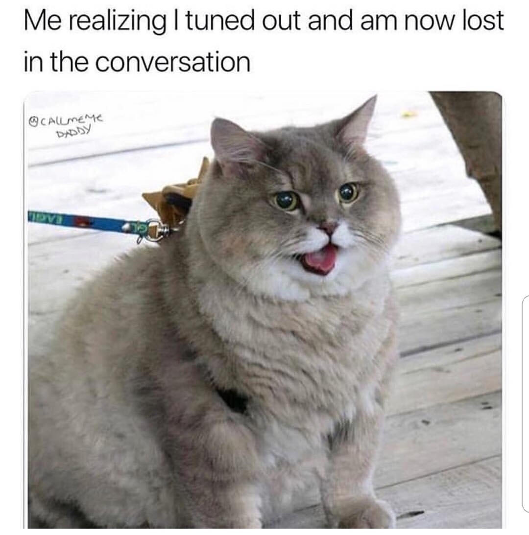 chonk cat - Me realizing Ituned out and am now lost in the conversation Daddy