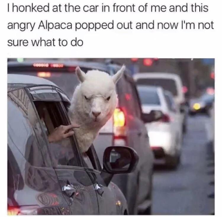 animal memes - Thonked at the car in front of me and this angry Alpaca popped out and now I'm not sure what to do
