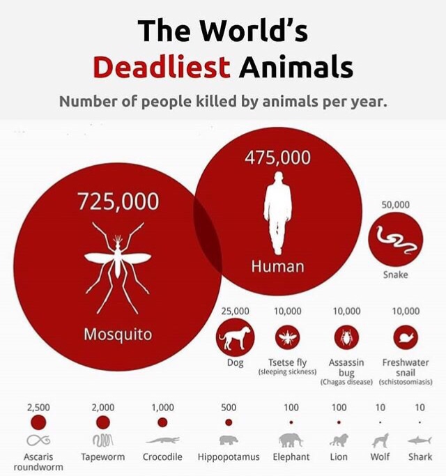 memes - worlds deadliest animal - The World's Deadliest Animals Number of people killed by animals per year. 475,000 725,000 50,000 in Human Snake 25,000 10,000 10,000 10,000 Mosquito Dog Tsetse fly Assassin Freshwater sleeping sickness bug s nail Chagas 
