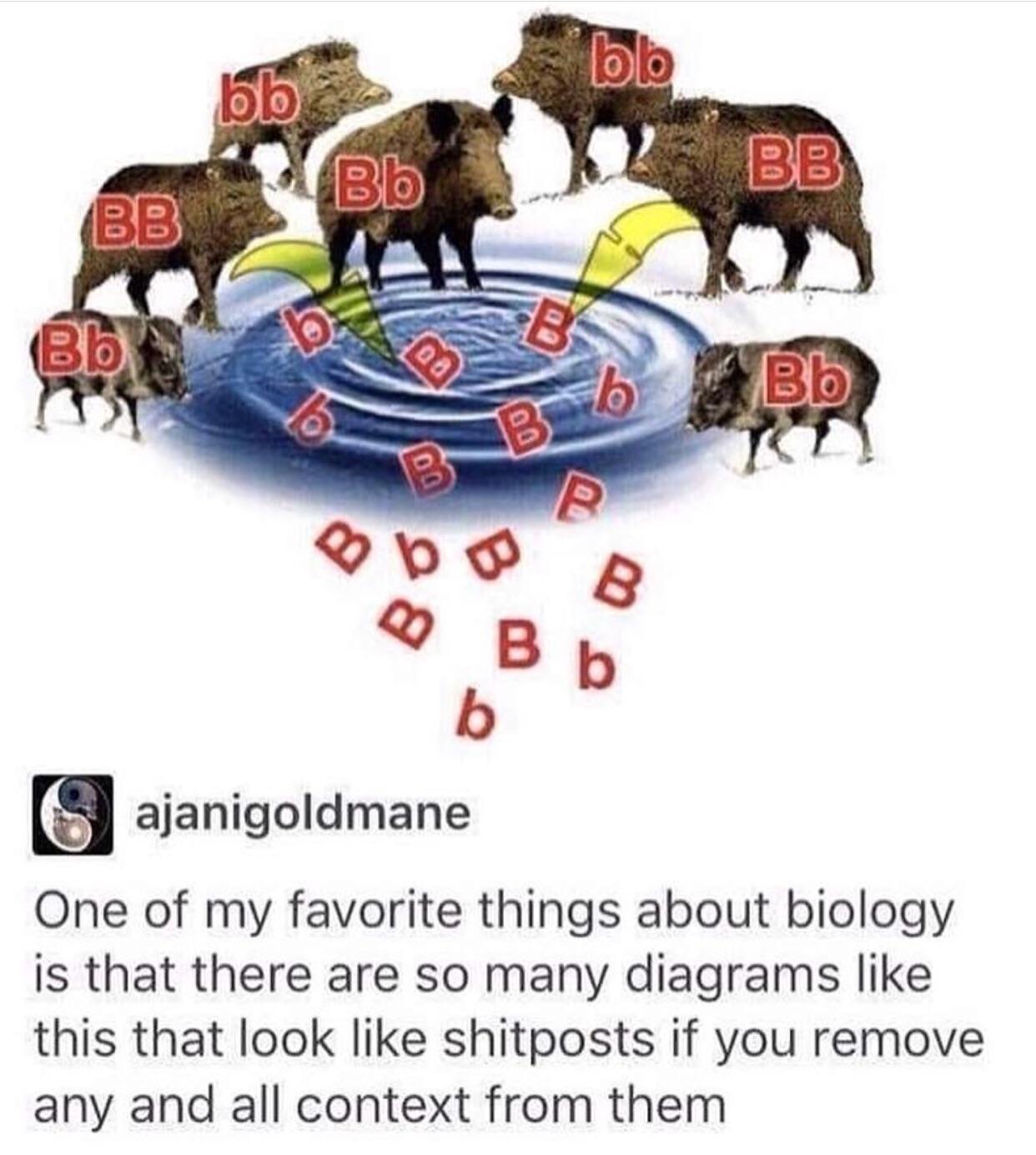 memes - enter the boartex - bb bb Bb Bb Bb Bb bo ajanigoldmane One of my favorite things about biology is that there are so many diagrams this that look shitposts if you remove any and all context from them