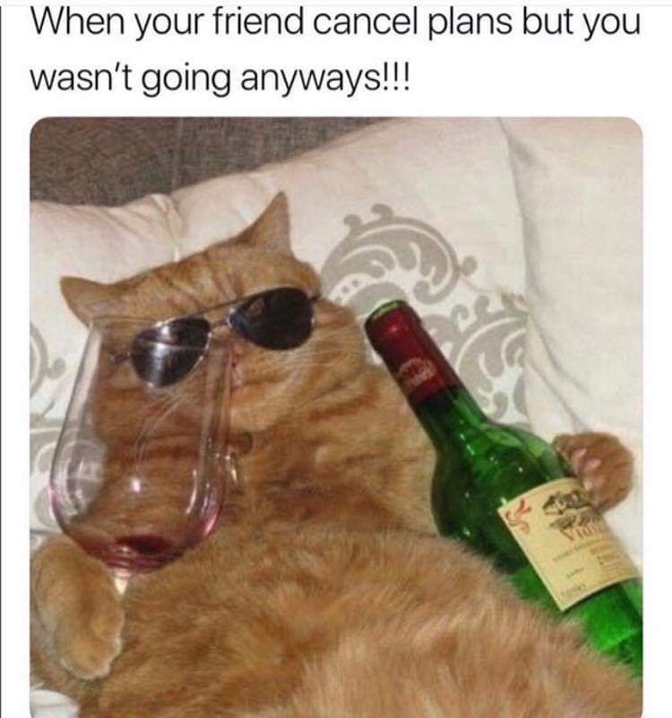 drunk cat funny - When your friend cancel plans but you wasn't going anyways!!!