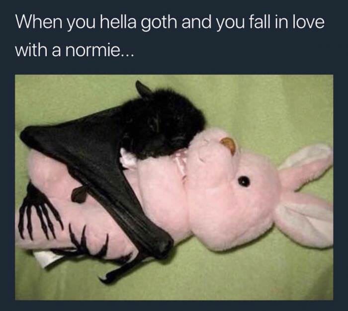 bat cuddling - When you hella goth and you fall in love with a normie...