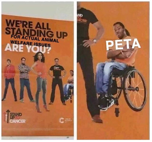 memes - stand up to cancer wheelchair - We'Re All Standing Up For Actual Animal Welfare Issues Are Youes Peta Stand Cancer