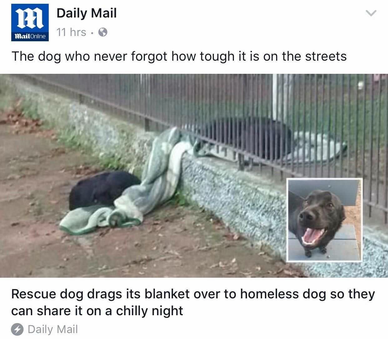wholesome meme rescue dog shares blanket - M Daily Mail mandatorama 11 hrs 11 hrs. Mail Online The dog who never forgot how tough it is on the streets Rescue dog drags its blanket over to homeless dog so they can it on a chilly night Daily Mail