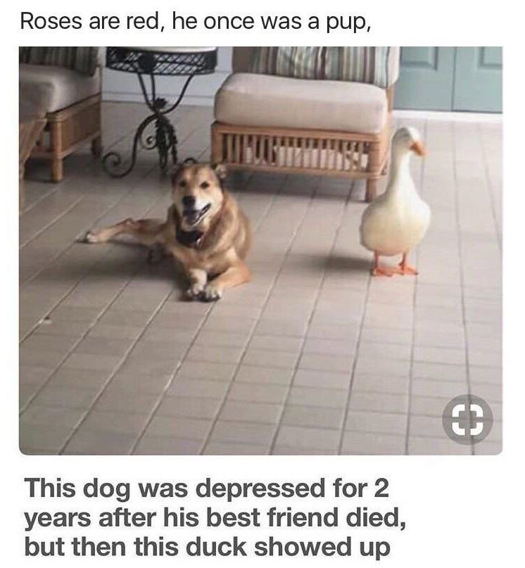 wholesome meme memes cure depression - Roses are red, he once was a pup, This dog was depressed for 2 years after his best friend died, but then this duck showed up