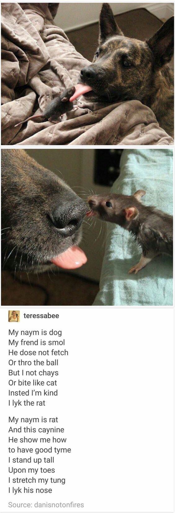 meme dog rat poem - teressabee My naym is dog My frend is smol He dose not fetch Or thro the ball But I not chays Or bite cat Insted I'm kind I lyk the rat My naym is rat And this caynine He show me how to have good tyme I stand up tall Upon my toes I str