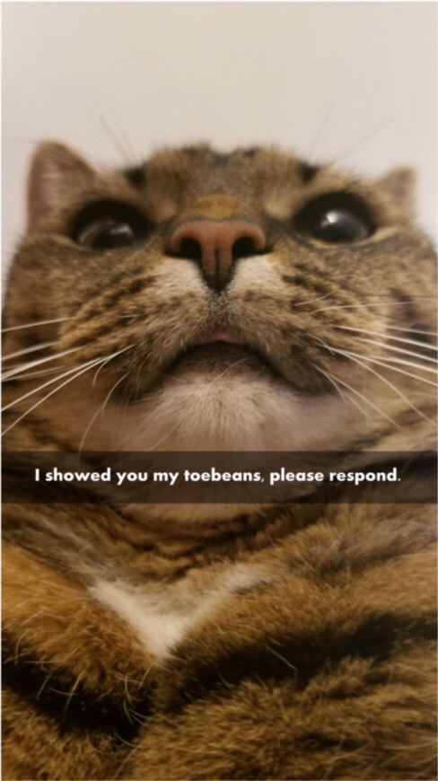 meme send you please respond - I showed you my toebeans, please respond.