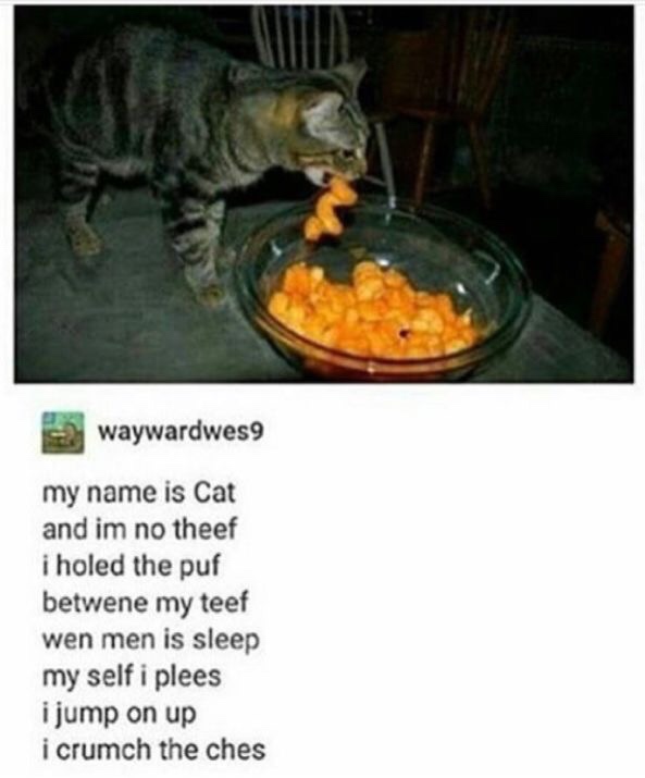 meme my name is cat meme - waywardwes9 my name is Cat and im no theef i holed the puf betwene my teef wen men is sleep my self i plees i jump on up i crumch the ches
