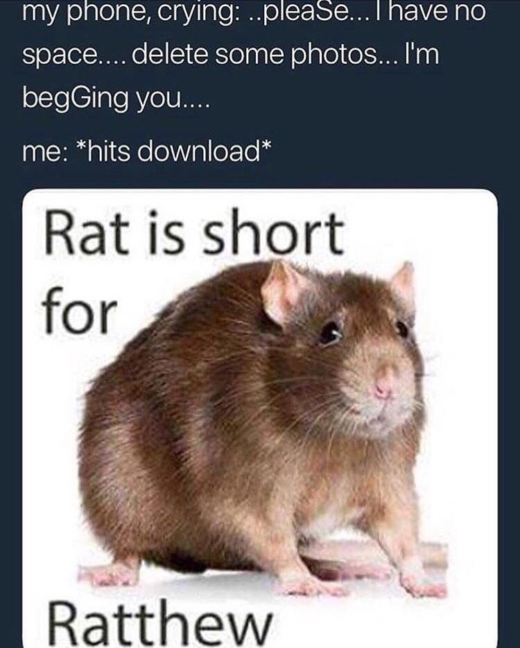 rat ratthew - my phone, crying ...please... I have no space.... delete some photos... I'm begGing you.... me hits download Rat is short for Ratthew