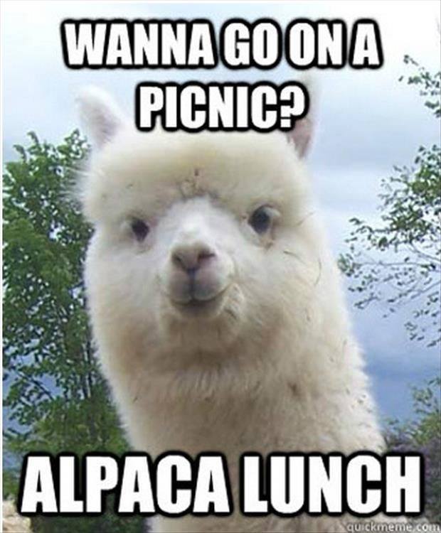 animals puns - Wanna Go Ona Picnic? Alpaca Lunch quickmeme.com
