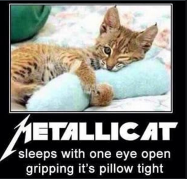 metallica sleep with one eye open - Metallicat sleeps with one eye open gripping it's pillow tight