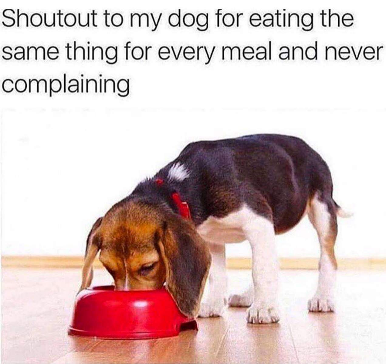 dog eating - Shoutout to my dog for eating the same thing for every meal and never complaining