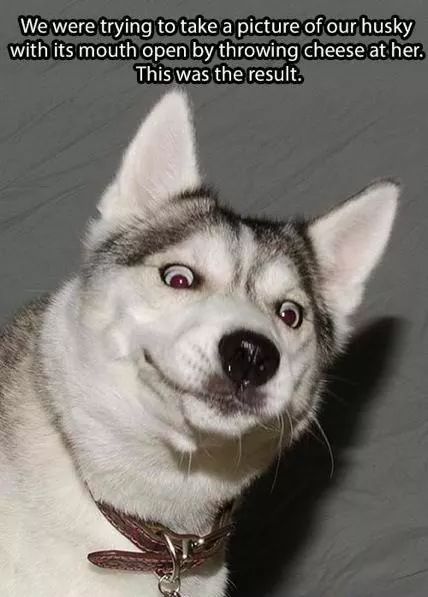 funny dog face meme - We were trying to take a picture of our husky with its mouth open by throwing cheese at her. This was the result.