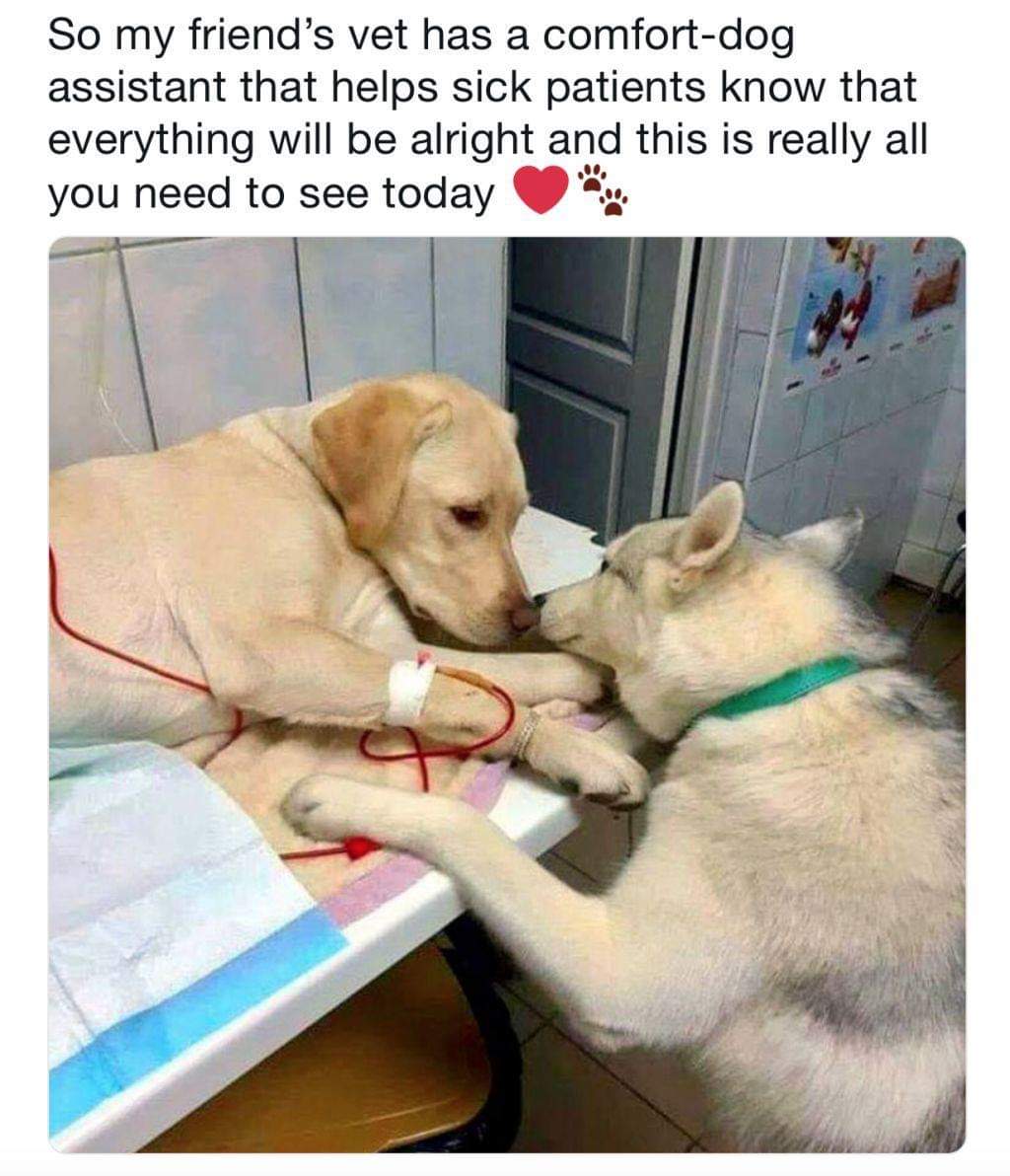 vet comfort dog - So my friend's vet has a comfortdog assistant that helps sick patients know that everything will be alright and this is really all you need to see today