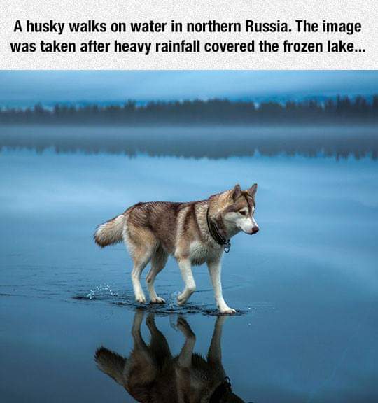 taken without photoshop - A husky walks on water in northern Russia. The image was taken after heavy rainfall covered the frozen lake...