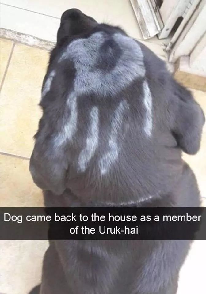 white hand of saruman - Dog came back to the house as a member of the Urukhai