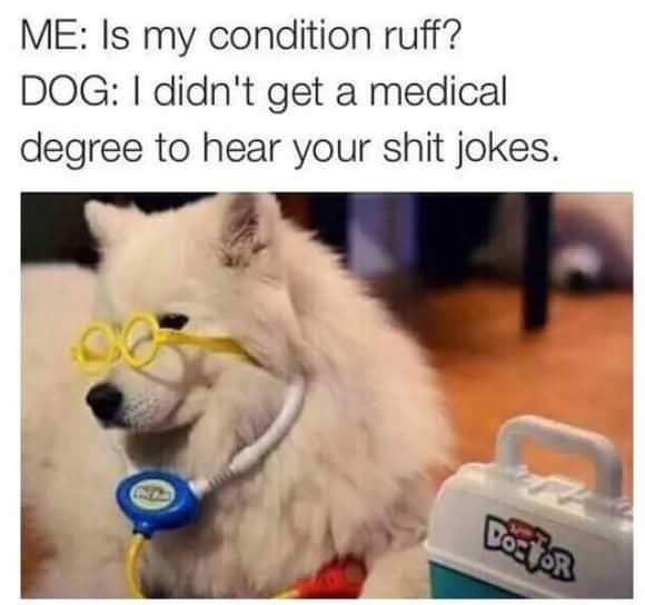 cute dog memes - Me Is my condition ruff? Dog I didn't get a medical degree to hear your shit jokes. Doctors