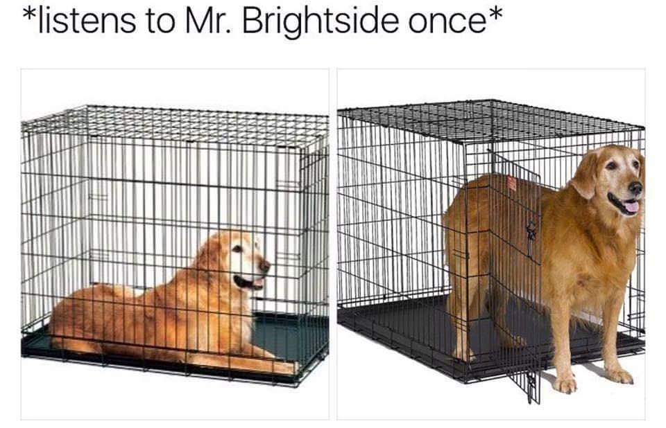 killers mr brightside memes - listens to Mr. Brightside once