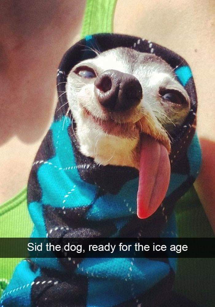 sid ice age - Sid the dog, ready for the ice age