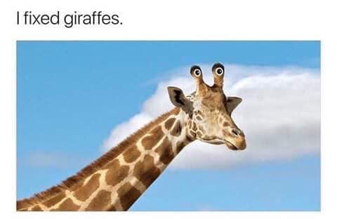 giraffe animal - I fixed giraffes.