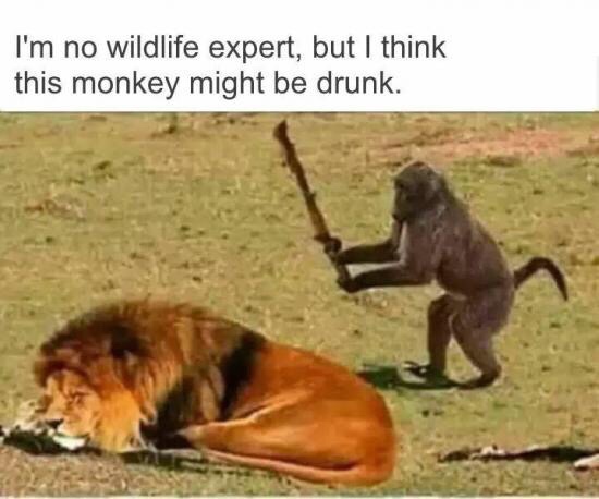 hilarious funny - I'm no wildlife expert, but I think this monkey might be drunk.
