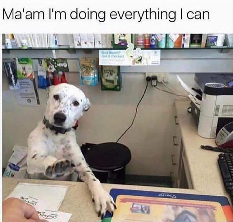 thank you dog meme - Ma'am I'm doing everything I can