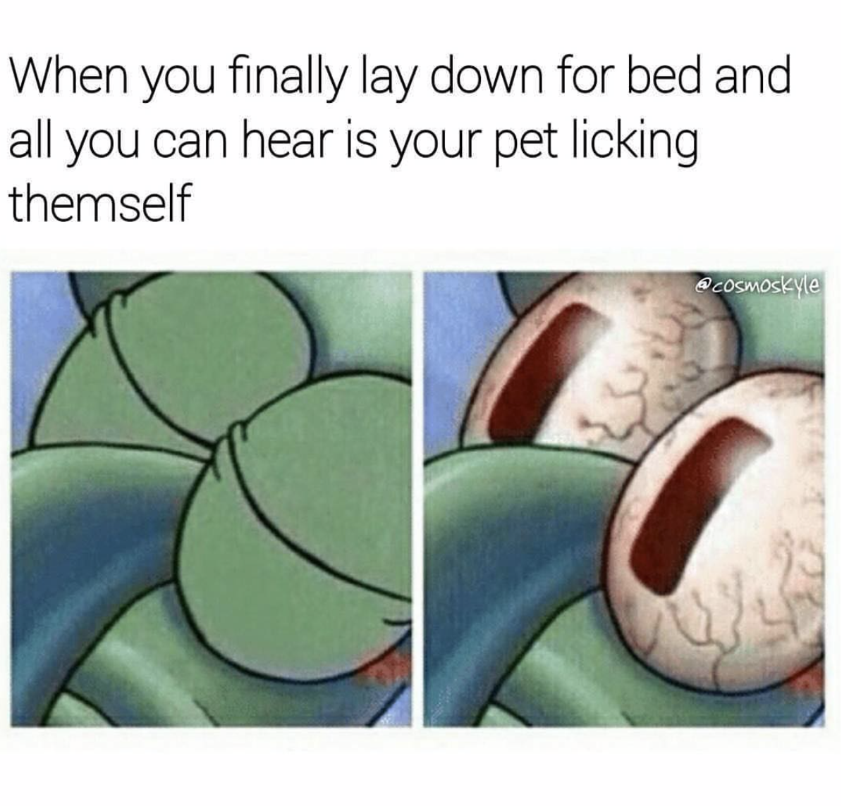 spongebob sleep meme - When you finally lay down for bed and all you can hear is your pet licking themself cosmoskyle