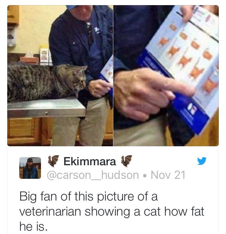 oh lawd he comin - Ekimmara Nov 21 Big fan of this picture of a veterinarian showing a cat how fat he is.