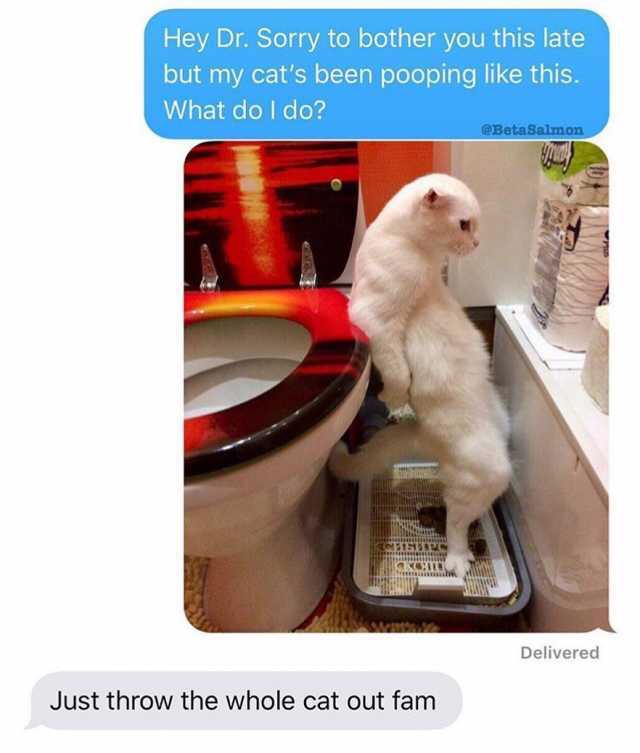 cat memes 2019 - Hey Dr. Sorry to bother you this late but my cat's been pooping this. What do I do? Beta Salmon Delivered Just throw the whole cat out fam