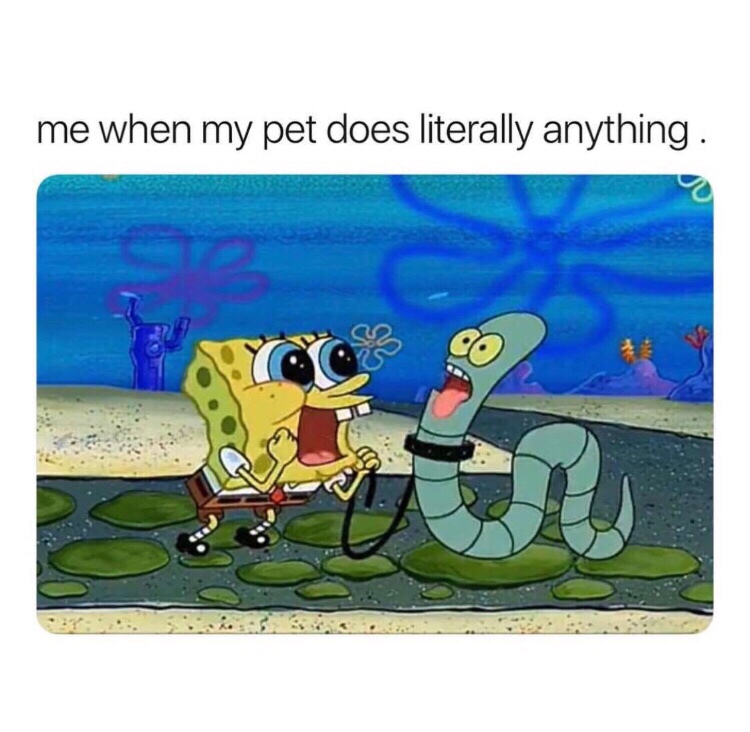 my pet does anything meme - me when my pet does literally anything.