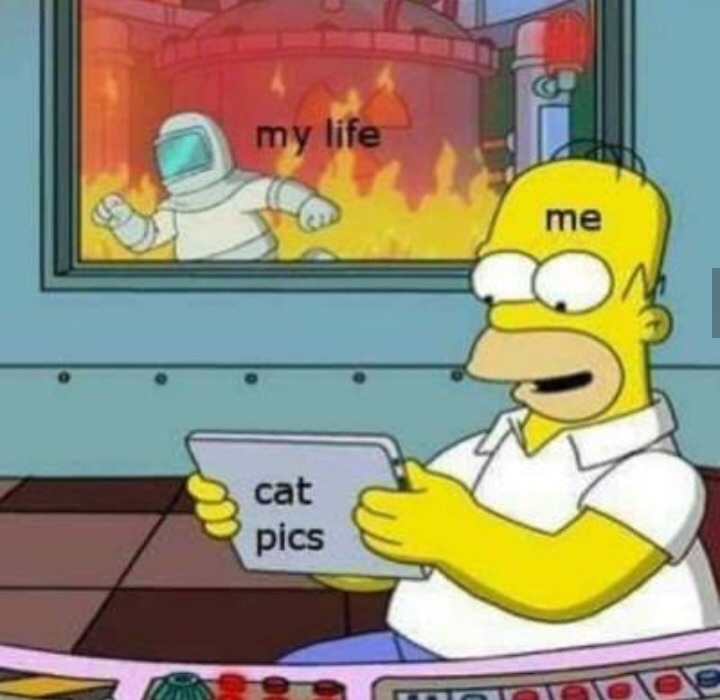 meme life me - my life me cat pics