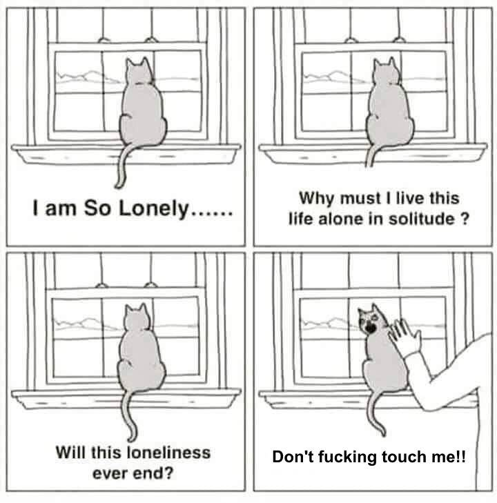 lonely cat meme - I am So Lonely...... Why must I live this life alone in solitude ? Will this loneliness ever end? Don't fucking touch me!!