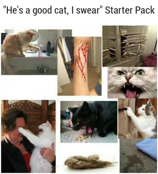 he's a good cat starter pack - "He's a good cat, I swear" Starter Pack