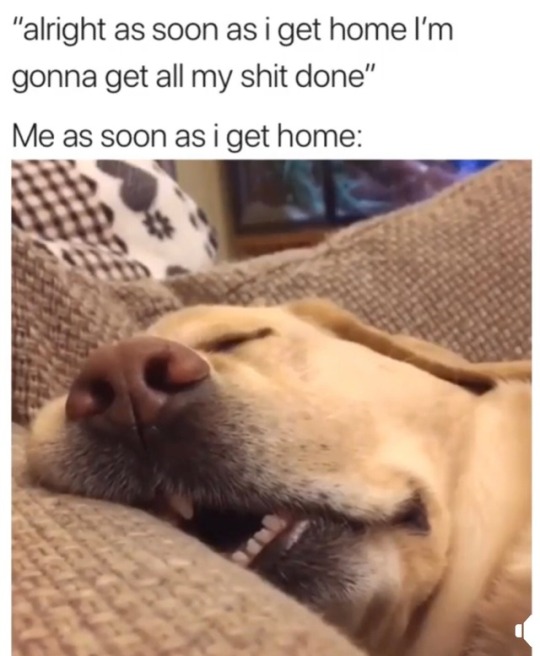 Video - "alright as soon as i get home I'm gonna get all my shit done" Me as soon as i get home