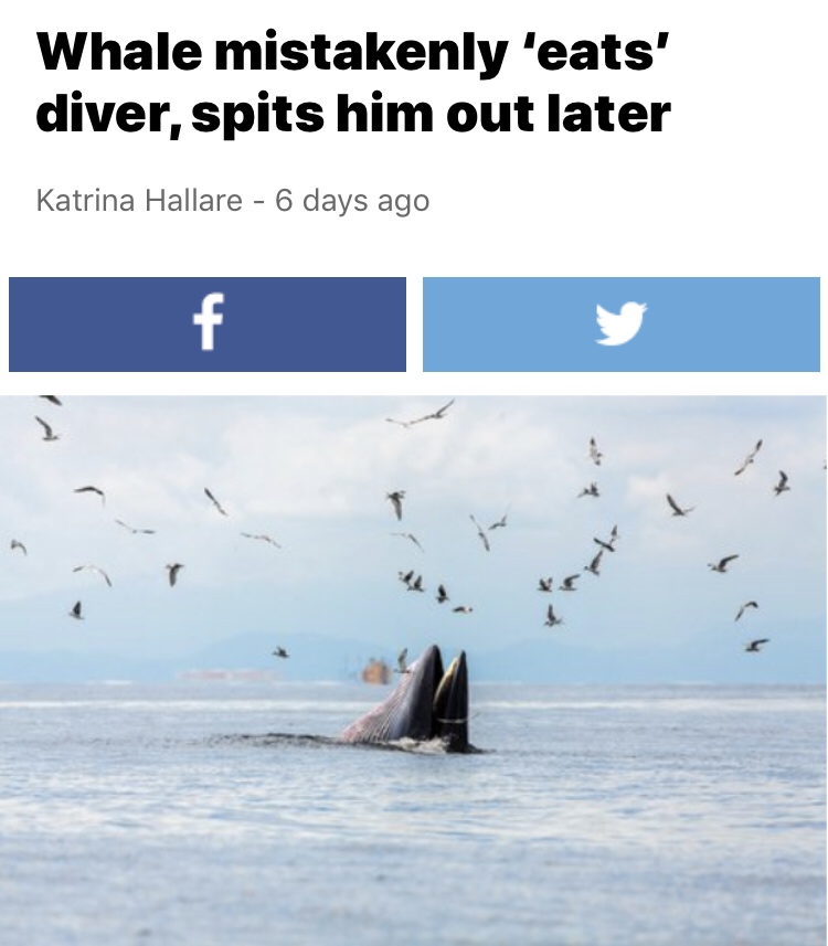 A Whale Accidentally Ate A Diver