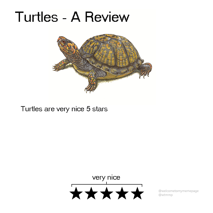 funny meme about funny animal reviews - Turtles A Review Turtles are very nice 5 stars very nice