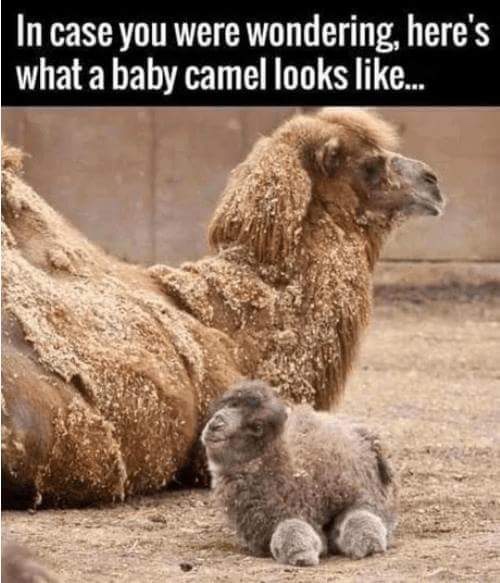 funny meme of camels baby - In case you were wondering, here's what a baby camel looks ...