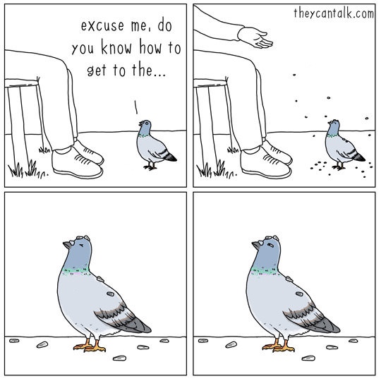 bird comics - theycantalk.com excuse me, do You know how to get to the... Wm