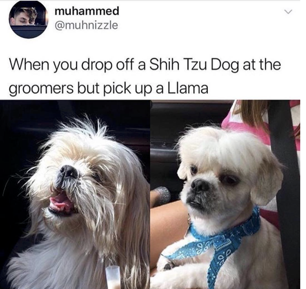 shih tzu llama - muhammed When you drop off a Shih Tzu Dog at the groomers but pick up a Llama