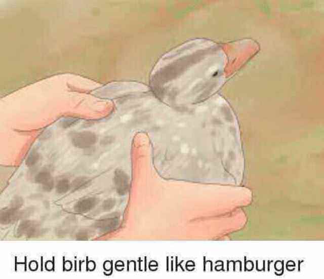 hold birb gentle like a hamburger - Hold birb gentle hamburger