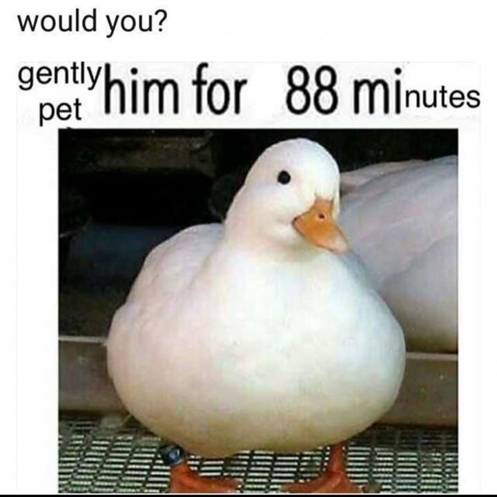 would you slap this duck - would you? gently him for 88 minutes