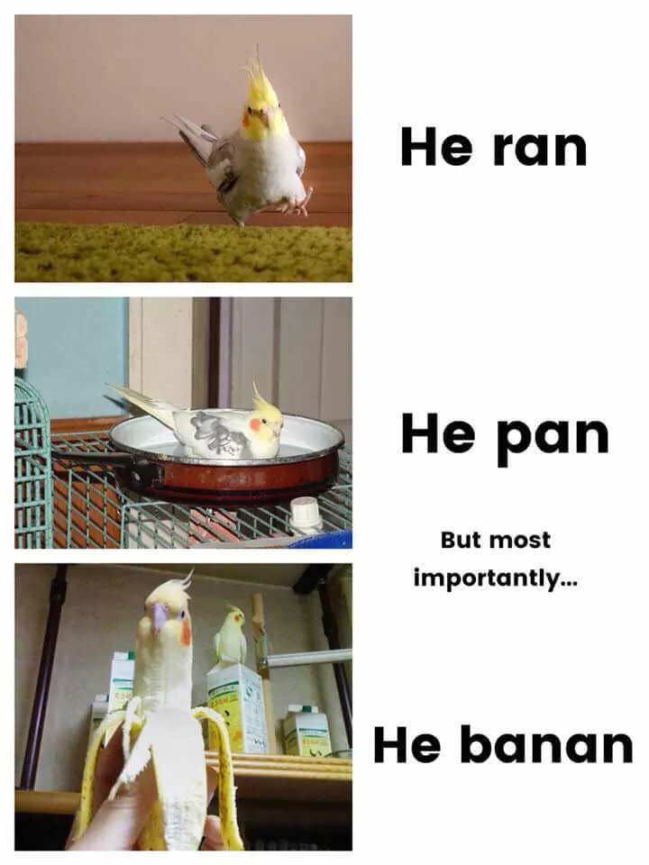 birb memes - He ran He pan But most importantly... He banan