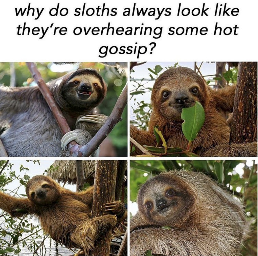animal memes to make you laugh - why do sloths always look they're overhearing some hot gossip?