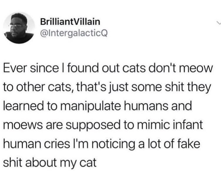 swift 8 years experience - Brilliant Villain Ever since I found out cats don't meow to other cats, that's just some shit they learned to manipulate humans and moews are supposed to mimic infant human cries I'm noticing a lot of fake shit about my cat
