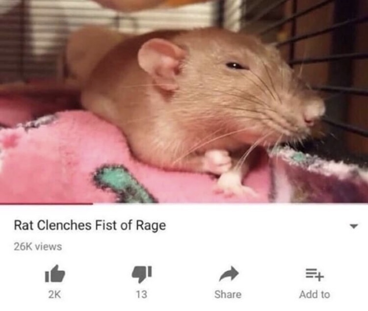 rat clenches fist of rage - Rat Clenches Fist of Rage 26K views Ji Add to 2K