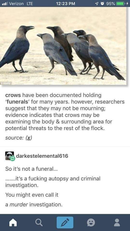 many crows - il Verizon Lte 1 0 95%O crows have been documented holding 'funerals' for many years. however, researchers suggest that they may not be mourning; evidence indicates that crows may be examining the body & surrounding area for potential threats