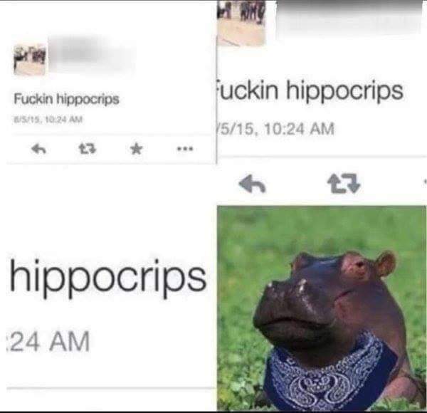 hate hippocrips meme - Fuckin hippocrips st. 1024 Am uckin hippocrips 515, hippocrips 24 Am